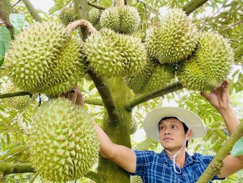 Xuất khẩu sầu riêng phục hồi: Bài học từ kiểm soát chất lượng tận gốc