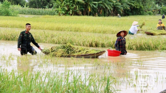 Bão số 3 gây thiệt hại nghiêm trọng tại Bắc Trung Bộ: Hơn 107.000 ha lúa ngập úng