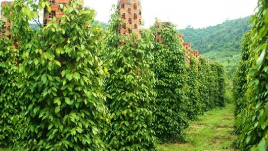Giá tiêu hôm nay 23/7: Đồng loạt giảm sâu, vì sao thị trường nội địa 'lệch pha' thế giới?