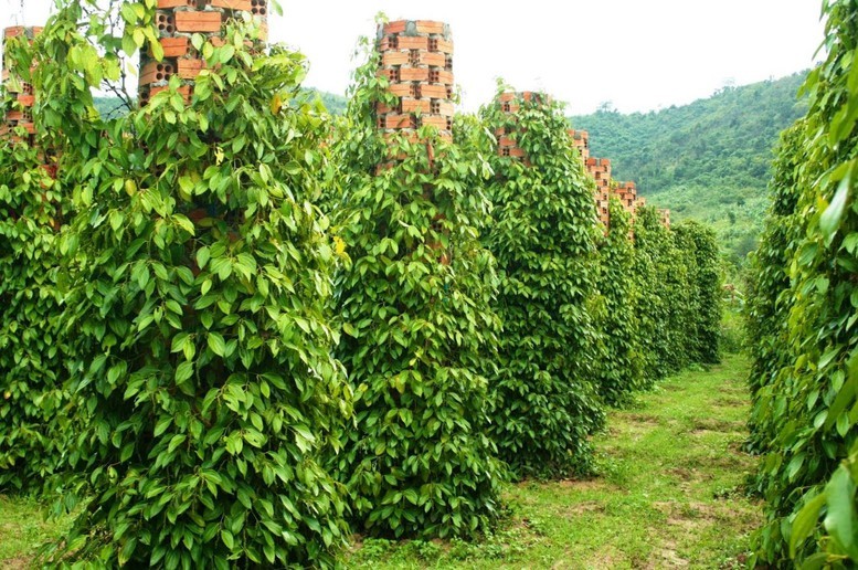 Giá tiêu hôm nay 23/7: Đồng loạt giảm sâu, vì sao thị trường nội địa 'lệch pha' thế giới?