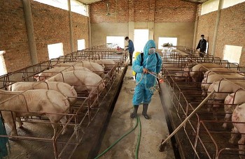 Kiểm soát dịch tả lợn: Từ hộ nhỏ lẻ đến chuỗi an toàn