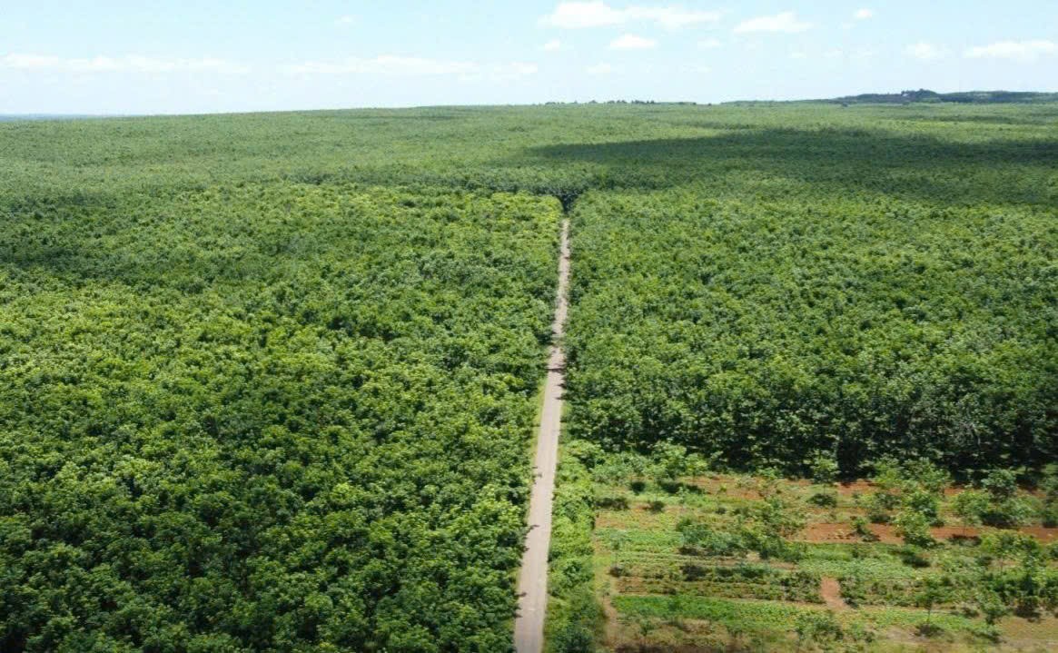 Tỉnh Quảng Trị: Rừng thêm xanh trên mảnh đất kiên cường