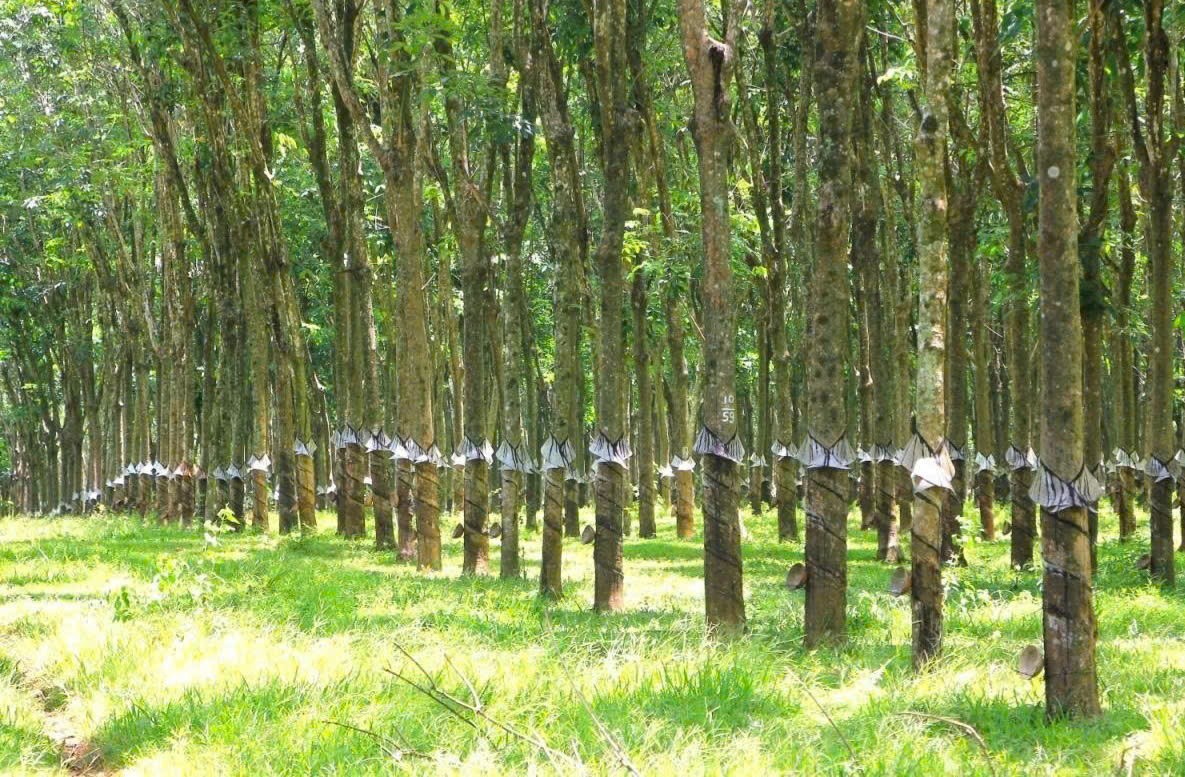 Tỉnh Quảng Trị: Rừng thêm xanh trên mảnh đất kiên cường