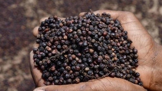 Giá tiêu hôm nay 24/7: Giữ vững mốc 138.500 đồng/kg, hé lộ nghịch lý cung - cầu của thị trường