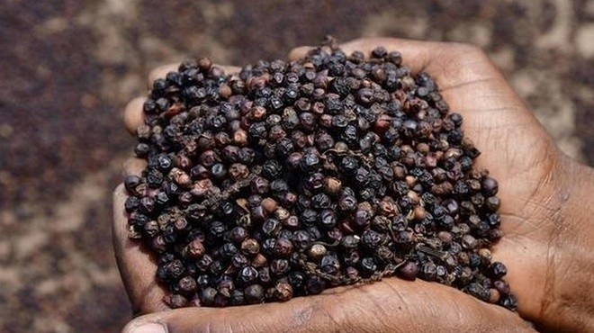 Giá tiêu hôm nay 24/7: Giữ vững mốc 138.500 đồng/kg, hé lộ nghịch lý cung - cầu của thị trường