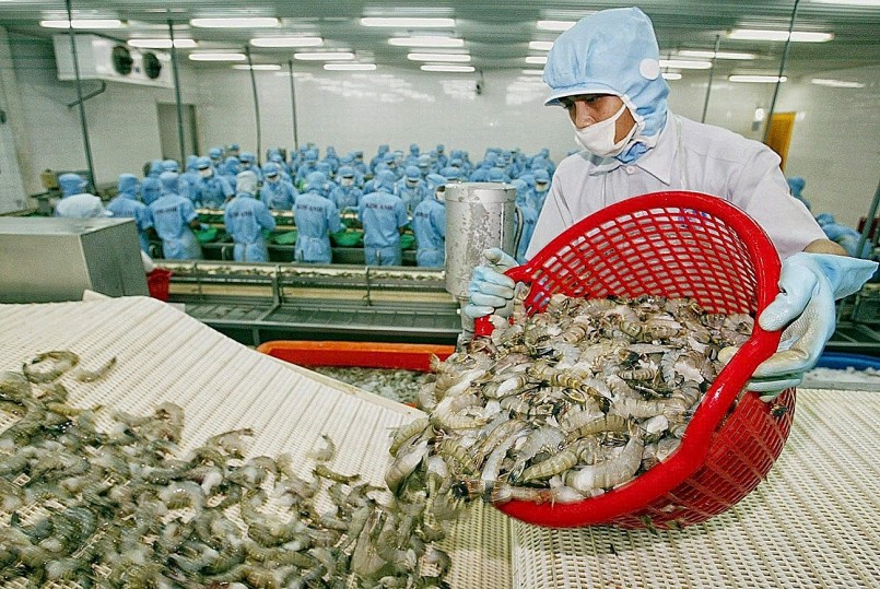 Xuất khẩu tôm, mặt hàng chủ lực sang Mỹ, đang đứng trước những biến động khó lường về chính sách thuế, ảnh hưởng lớn đến các doanh nghiệp trong ngành.