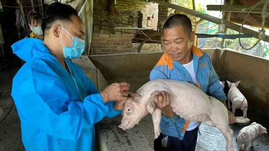 Dịch tả heo lan rộng: Vì sao vaccine vẫn chưa phổ cập?