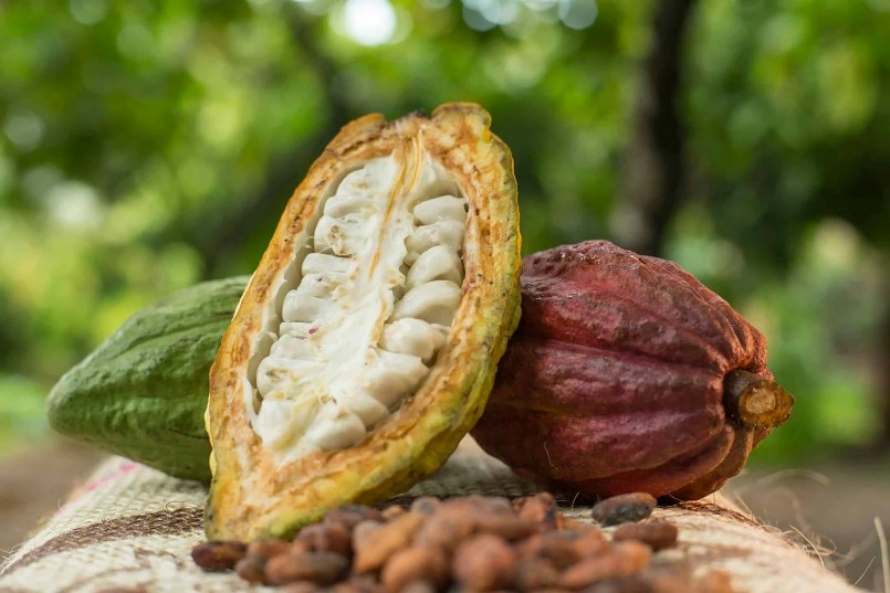 Về cơ bản nước cacao được pha từ bột, là loại bột mịn được nghiền từ hạt của quả cacao.