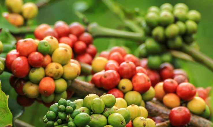 Giá cà phê nội địa 