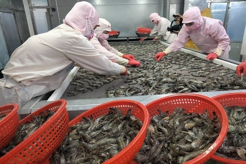 Xuất khẩu tôm sang Trung Quốc, Nhật Bản và các nước CPTPP tăng mạnh trong nửa đầu năm 2025, góp phần giúp ngành đạt mốc hơn 2 tỷ USD.