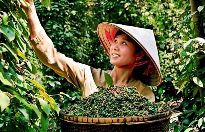 Giá tiêu chững lại ở Đắk Lắk, toàn cầu ổn định trước thềm chính sách thuế mới