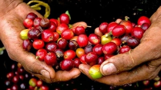 Giá cà phê trong nước neo cao kỷ lục, thị trường nín thở chờ biến số mới