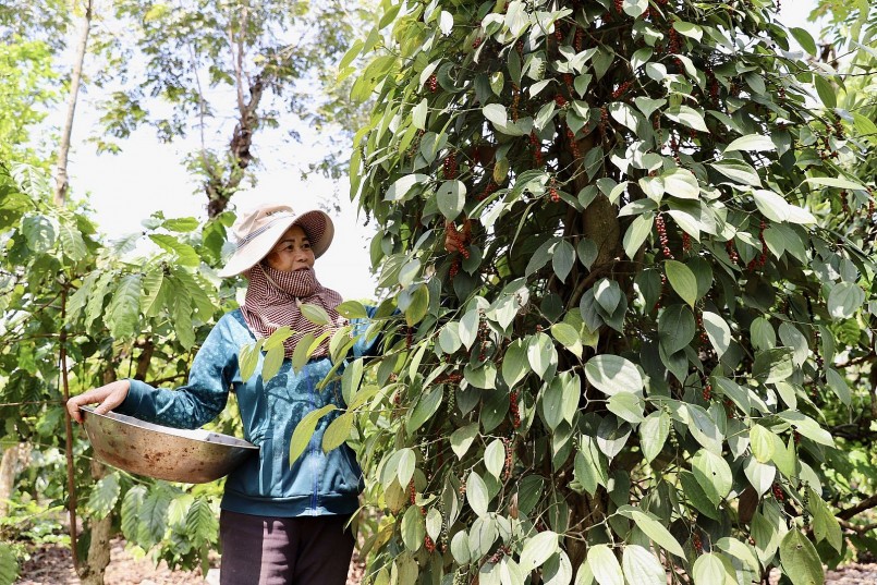 Giá hồ tiêu tăng kỷ lục: Việt Nam có tận dụng được thời cơ?