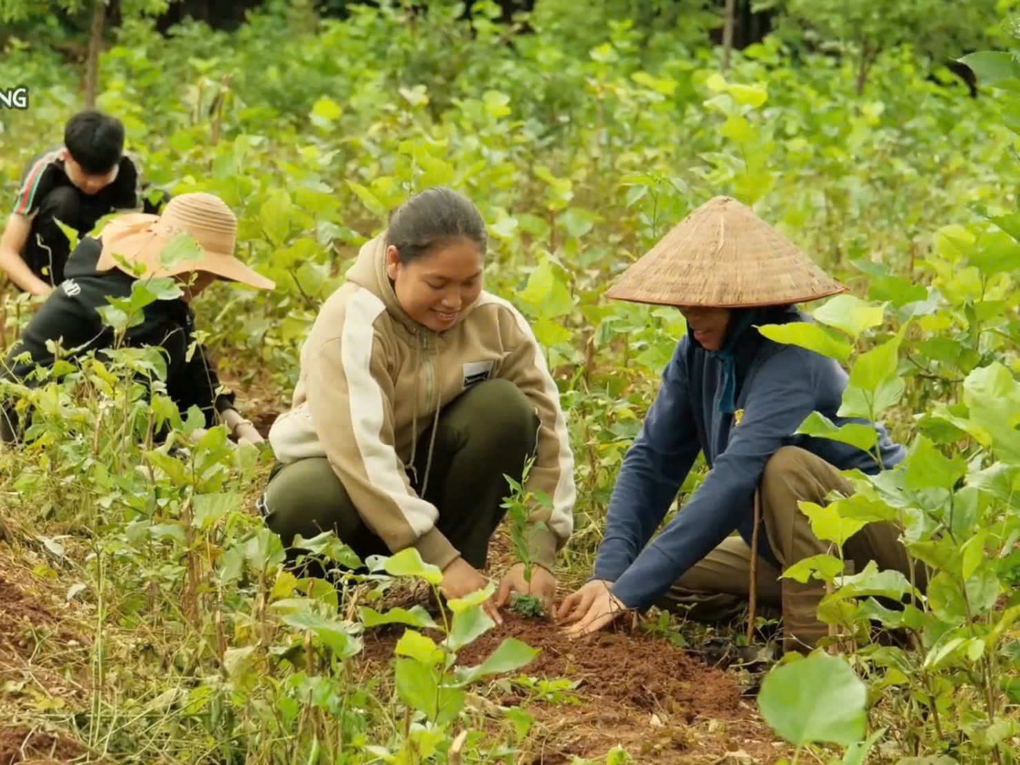 Gia Lai trồng 100 triệu cây đàn hương: Kỳ vọng “vàng xanh” thay đổi vùng biên
