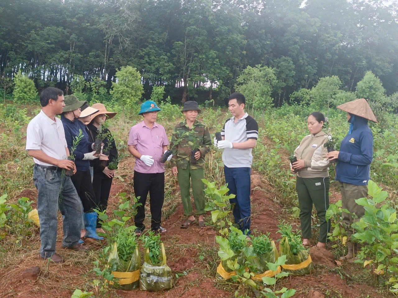 Gia Lai trồng 100 triệu cây đàn hương: Kỳ vọng “vàng xanh” thay đổi vùng biên
