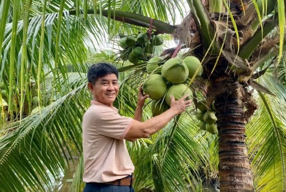 Lão nông biến đất phèn thành vựa dừa sáp, mở ra hướng làm giàu mới