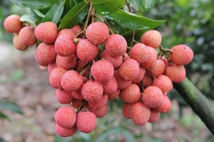 Xuất khẩu vải thiều tháng 6 tăng gấp 3 lần nhờ chất lượng và công nghệ