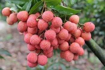 Xuất khẩu vải thiều tháng 6 tăng gấp 3 lần nhờ chất lượng và công nghệ