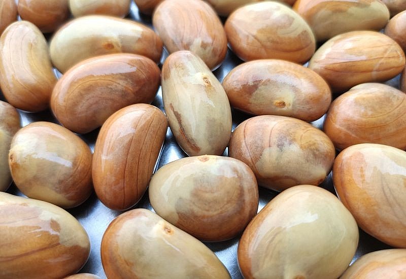 hạt mít không chỉ ăn được mà còn mang lại nhiều giá trị dinh dưỡng và công dụng y học đáng kinh ngạc.