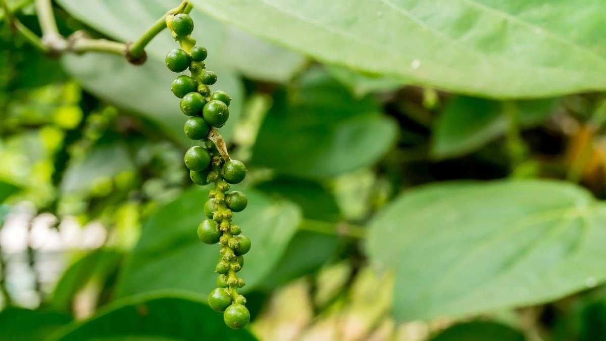 Ngành hồ tiêu 'kêu cứu' vì thuế VAT: Bài toán nghịch lý thu 1 đồng, hoàn 39 đồng