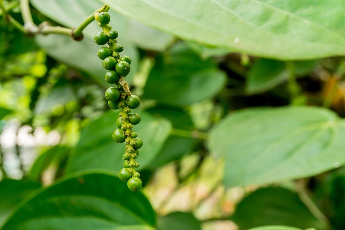Ngành hàng hồ tiêu và gia vị kiến nghị áp dụng thuế VAT 0% đối với hàng nguyên liệu đầu vào dùng để xuất khẩu.