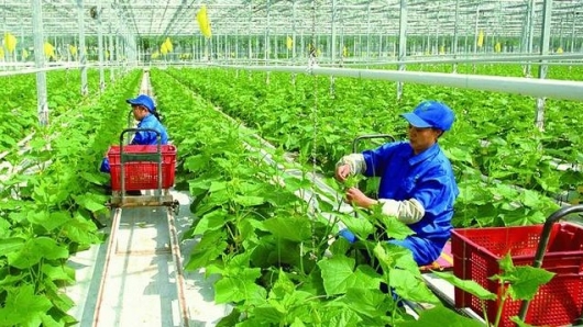 Nông nghiệp thời công nghệ số: xây dựng thương hiệu sản phẩm thanh hóa trên nền tảng số