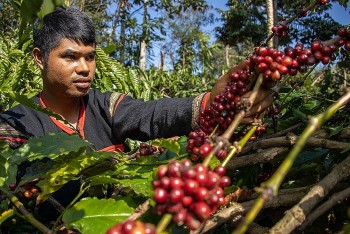 Giá cà phê mất mốc 100.000 đồng/kg sau chuỗi tăng nóng