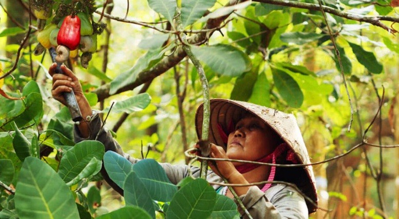 Thuế đối ứng từ Mỹ: Nông sản Việt trước sức ép cạnh tranh ngày càng lớn