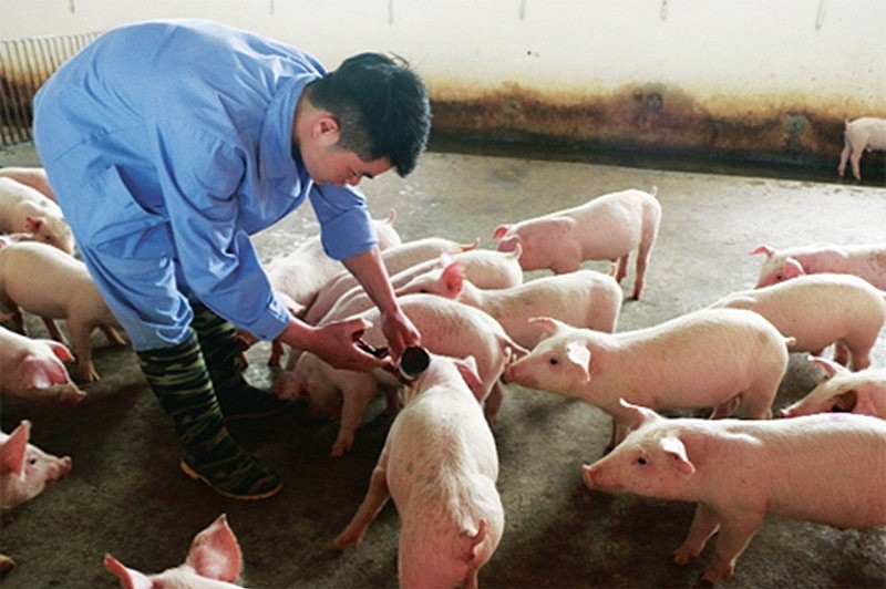 Người chăn nuôi chủ động tiêm vắc-xin dịch tả lợn châu Phi cho đàn lợn thương phẩm – bước đi thiết thực để kiểm soát dịch bệnh từ gốc.