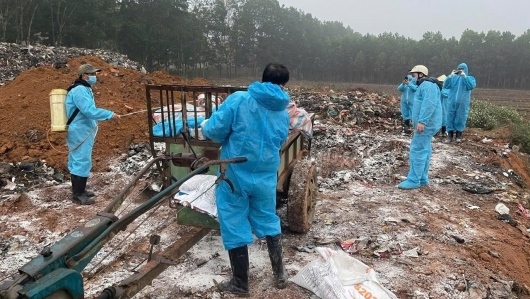 Cấp bách, đồng bộ, toàn diện: Thanh Hóa triển khai chiến dịch phòng, chống bệnh dịch tả lợn Châu Phi