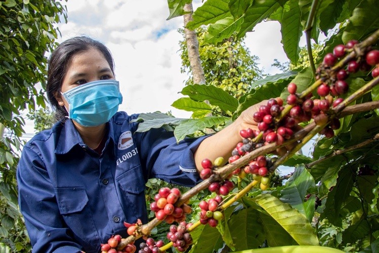 Giá cà phê hôm nay 5/8: Thế giới tăng mạnh, trong nước bất ngờ quay đầu giảm