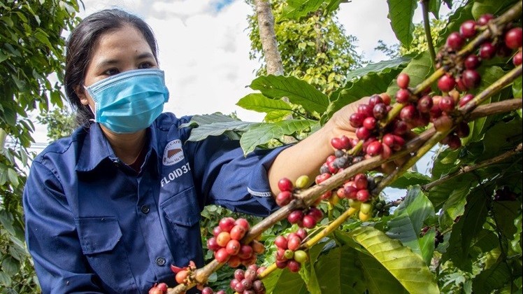 Giá cà phê hôm nay 5/8: Thế giới tăng mạnh, trong nước bất ngờ quay đầu giảm