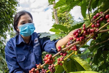 Giá cà phê hôm nay 5/8: Thế giới tăng mạnh, trong nước bất ngờ quay đầu giảm