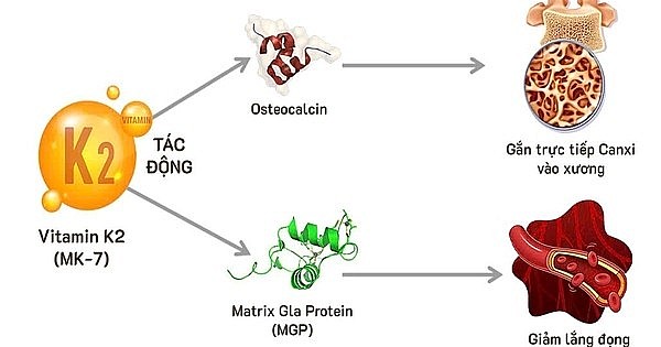 Vitamin K2 giữ vai trò “chỉ huy” trong quá trình vận chuyển và cố định canxi vào xương, đồng thời ngăn lắng đọng canxi sai vị trí ở thành mạch.