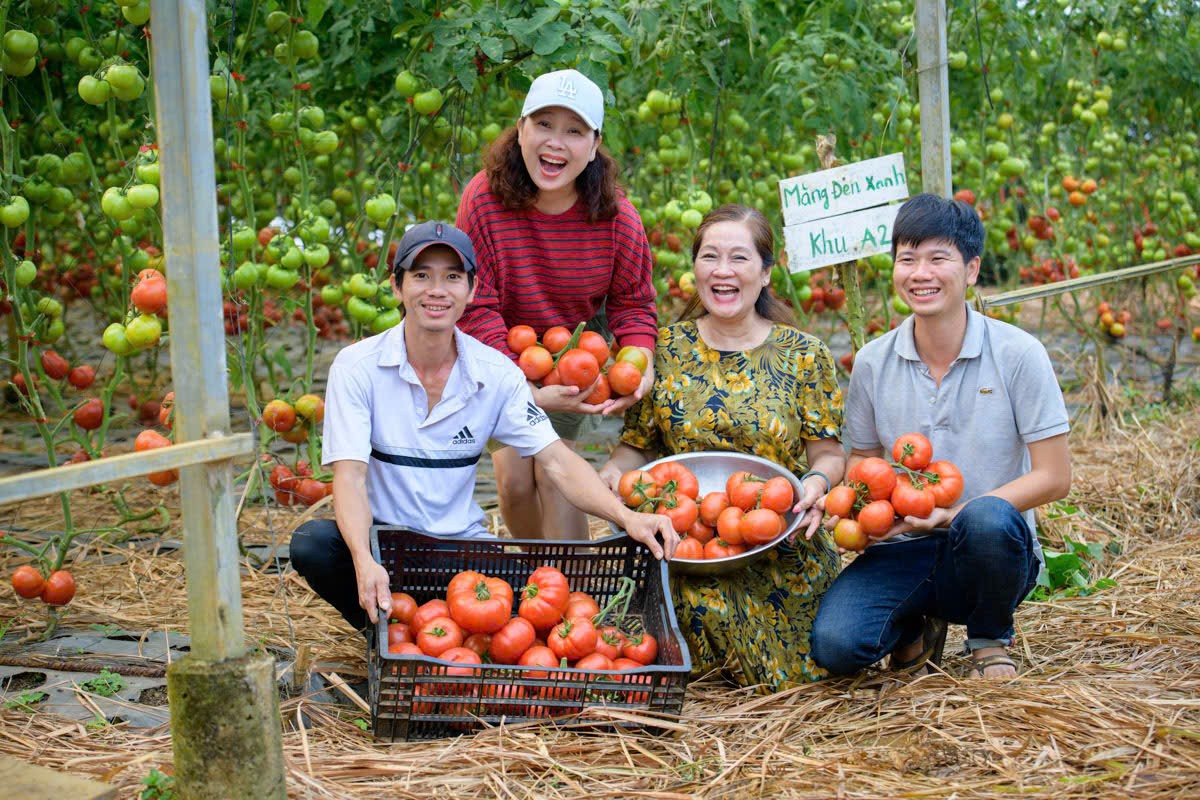 Thu hoạch cà chua hữu cơ tại  Măng Đen