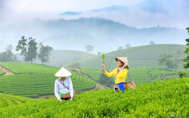 Thu hoạch chè hữu cơ tại xã Long Cốc, tỉnh Phú Thọ.