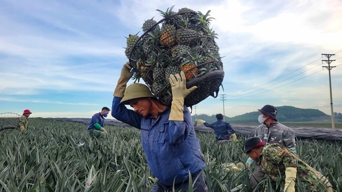 Tư duy "kinh tế nông nghiệp": Chìa khóa vàng khai mở tiềm năng nông sản Bắc Trung bộ