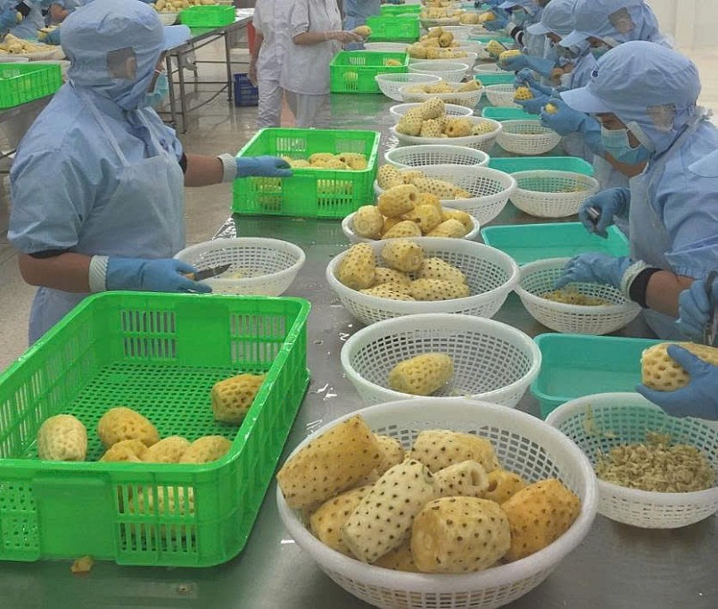 Từ giống đến chế biến: Dứa Việt vươn ra thị trường thế giới