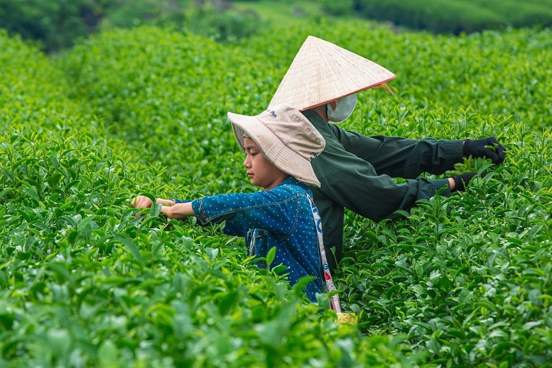 Từ lượng sang chất: Chè Việt chinh phục thị trường nội địa