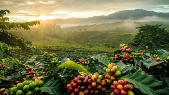 Nghịch lý ngành cà phê: 