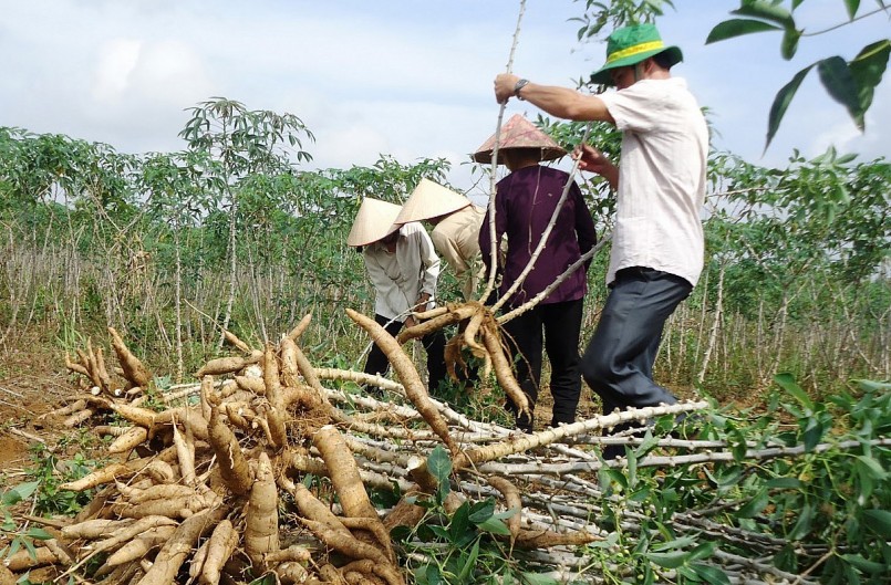 Ngành sắn trước thời cơ vàng để bứt phá bền vững