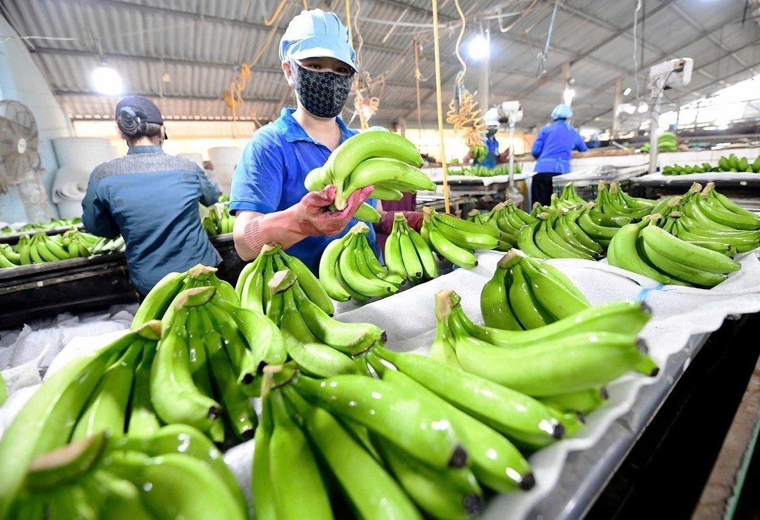Thị trường Nhật Bản – bài kiểm tra bản lĩnh thương hiệu chuối Việt