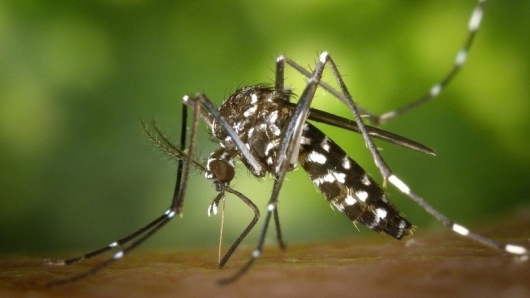 Chikungunya và sốt xuất huyết: làm sao để phân biệt?