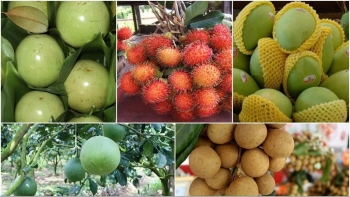 Chất lượng cao giúp trái cây Việt thâm nhập sâu thị trường Mỹ