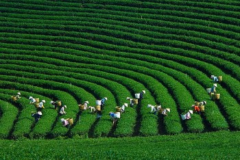 Chè Việt Nam đứng Top 5 xuất khẩu thế giới nhưng vẫn loay hoay ở “vùng trũng” giá rẻ