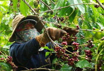 Xuất khẩu cà phê Việt Nam đón mốc lịch sử mới
