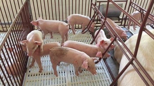 Giá heo hơi giảm mạnh tới 3.000 đồng/kg, thấp nhất 57.000 đồng/kg