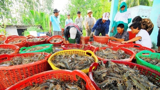 Thủy sản Việt Nam hướng tới 9,5 tỷ USD: Cơ hội vươn tầm quốc tế