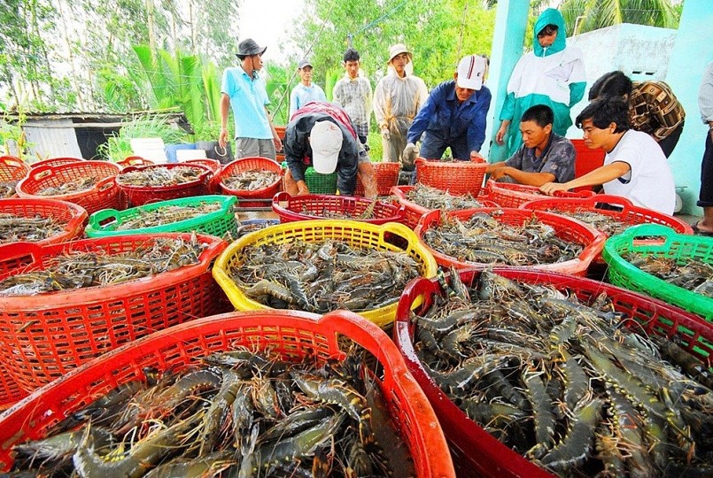 Người nông dân thu hoạch tôm tại các vùng nuôi, chuẩn bị cung ứng cho xuất khẩu trong bối cảnh thị trường quốc tế có nhiều biến động.