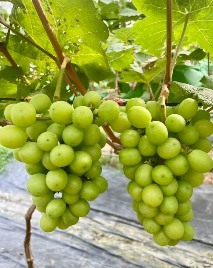 Vườn nho Sơn Trang – điểm hẹn trải nghiệm xanh giữa lòng xứ Thanh